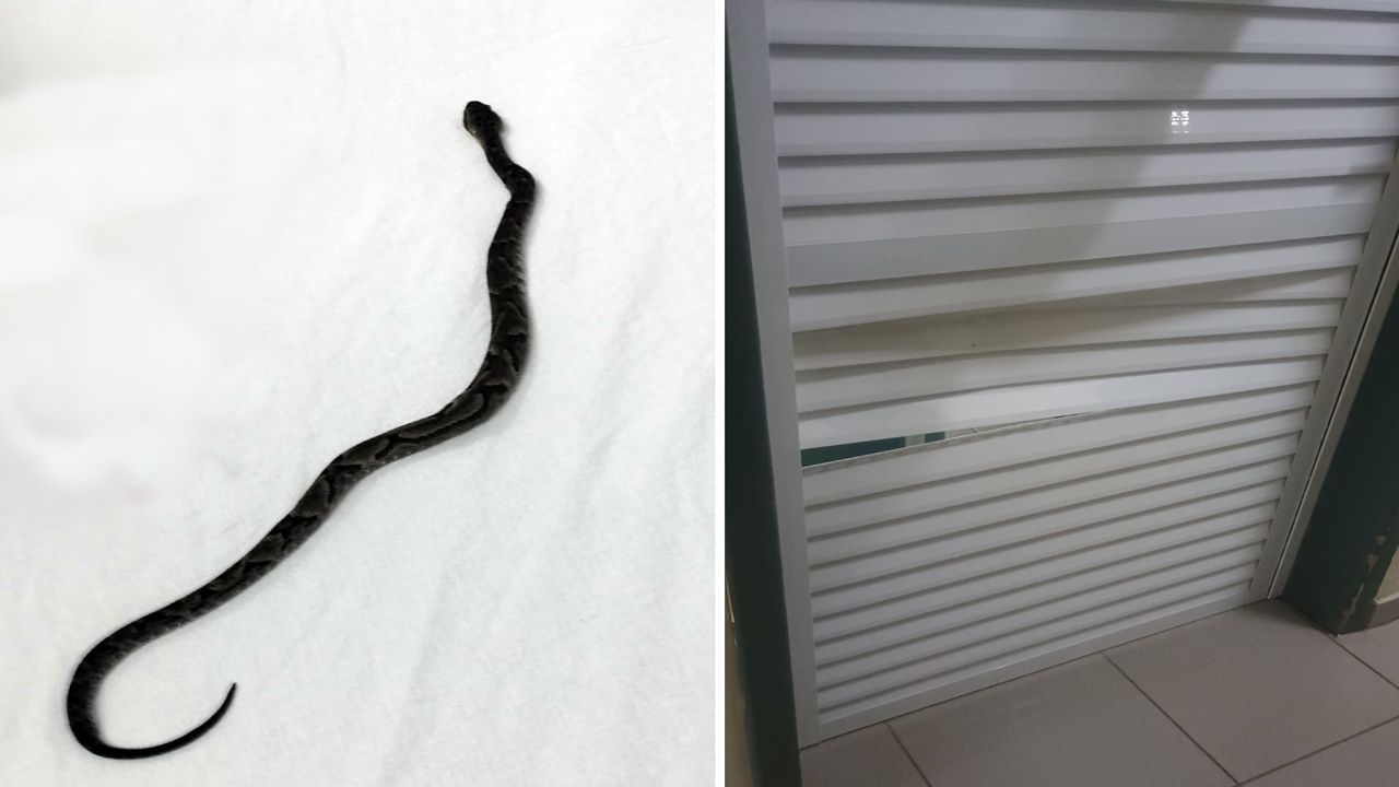 Tumulto na UPA Tancredo após atendimento a criança picada por cobra termina com homem detido em Cascavel