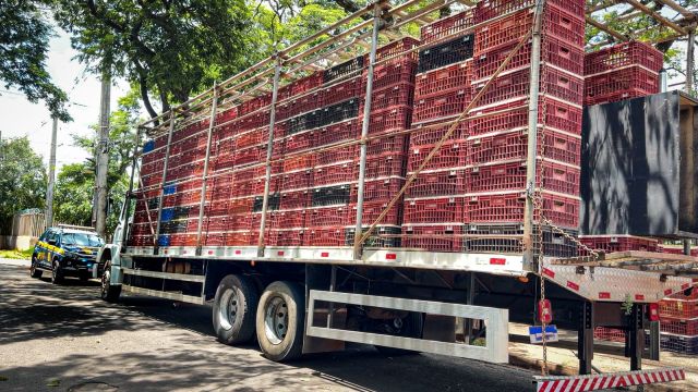 Imagem referente a notícia: PRF apreende quase 2 toneladas de maconha em caminhão com carga de frango vivo em Nova Esperança