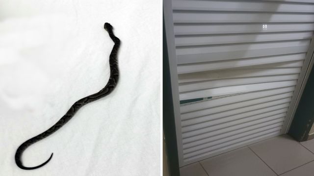 Tumulto na UPA Tancredo após atendimento a criança picada por cobra termina com homem detido em Cascavel