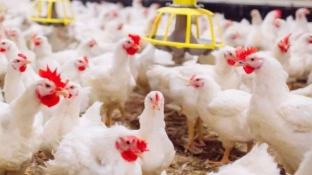 Imagem referente a notícia: Ciclo reforça integração, tecnologia e proximidade com criador de aves