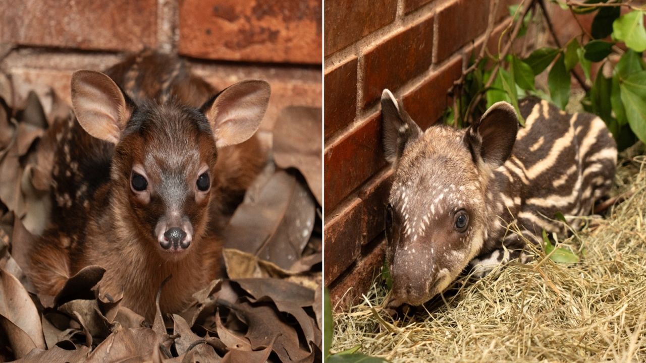 Anta e veado-bororó são primeiros nascimentos do Refúgio Biológico da Itaipu em 2026