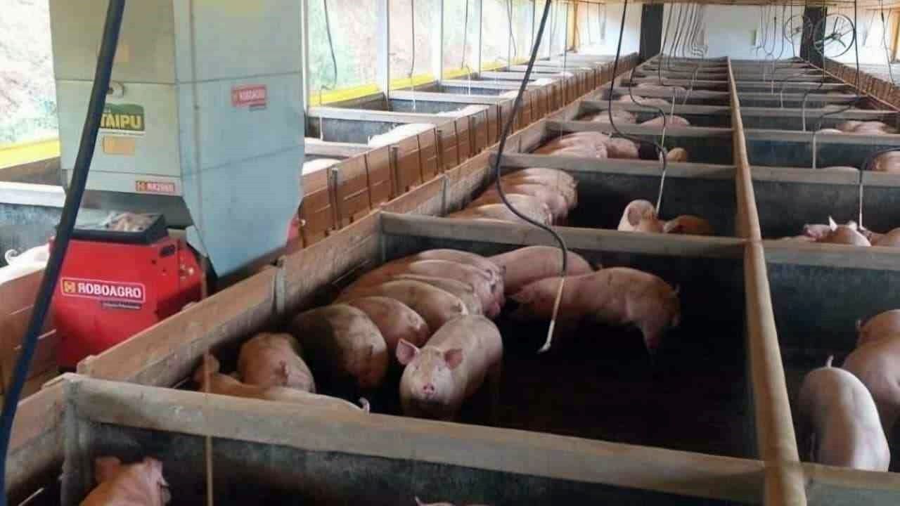 Robô com IA alimenta animais e melhora resultados em granjas