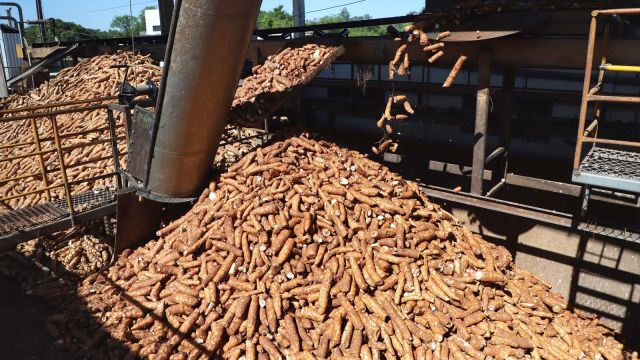 Imagem referente a notícia: IDR-Paraná lançará novas cultivares de mandioca para a indústria no Show Rural 2026