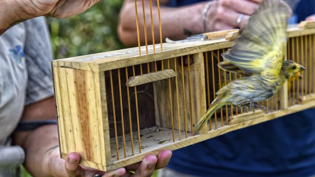 Imagem referente a notícia: Após reabilitação e testes de voo, IAT devolve à natureza seis pássaros em Pontal do Paraná