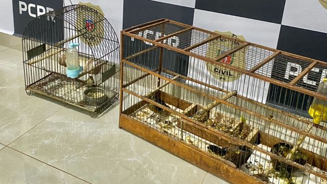 Homem é encaminhado à delegacia após prender filhotes de aves silvestres em Jesuítas