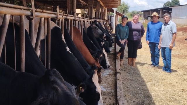 Imagem referente a notícia: Melhorias do solo, pastagens e nutrição do rebanho fortalecem pecuária leiteira do Paraná