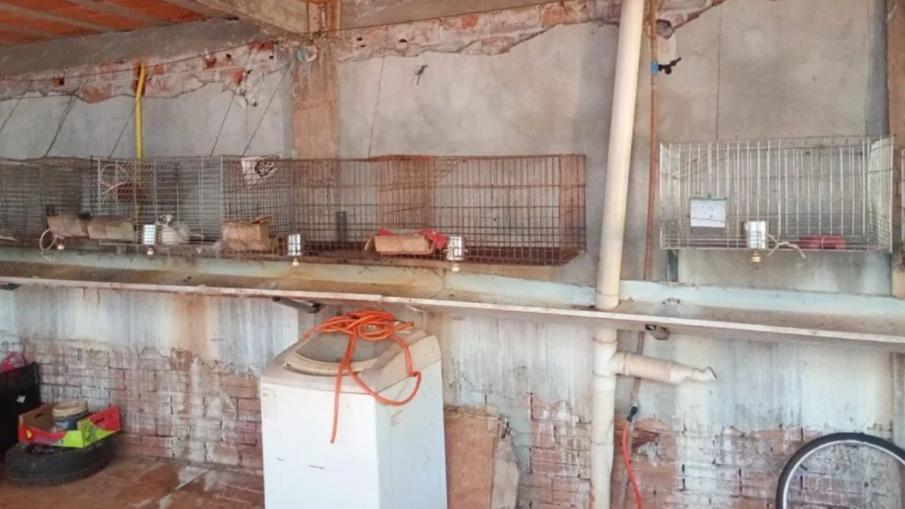 Homem é preso por maus tratos e abate de coelhos em Palotina