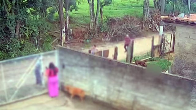 Imagem referente a notícia: Bebê de 11 meses morre após ataque de pitbull e polícia investiga maus-tratos em Socorro (SP)