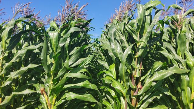 Imagem referente a notícia: Potencial produtivo: IDR-Paraná lançará cultivar de milho branco no Show Rural 2026