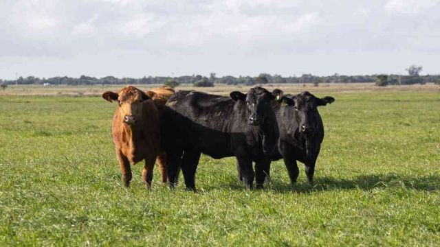 Imagem referente a notícia: Carne Angus apresenta desossa na Coopavel e fomenta criação no Paraná