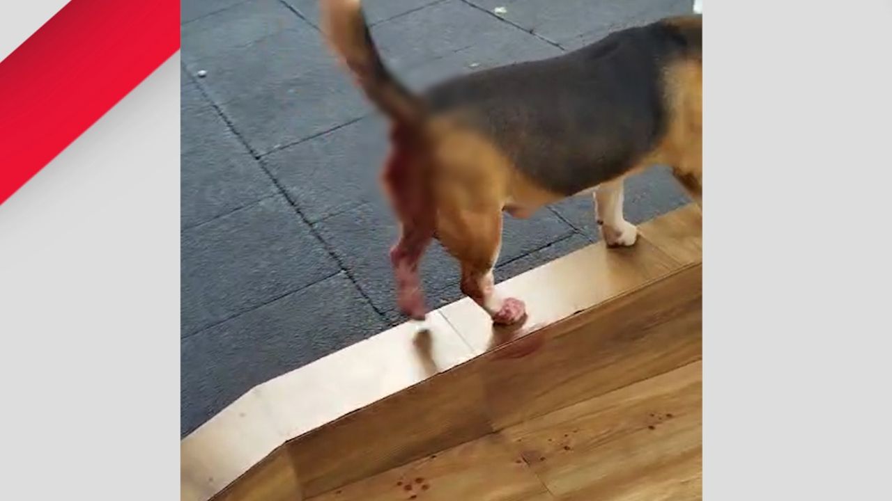 Denúncia de maus tratos contra cachorro mobiliza Guarda Municipal e leva tutor à prisão no Bairro Santa Felicidade