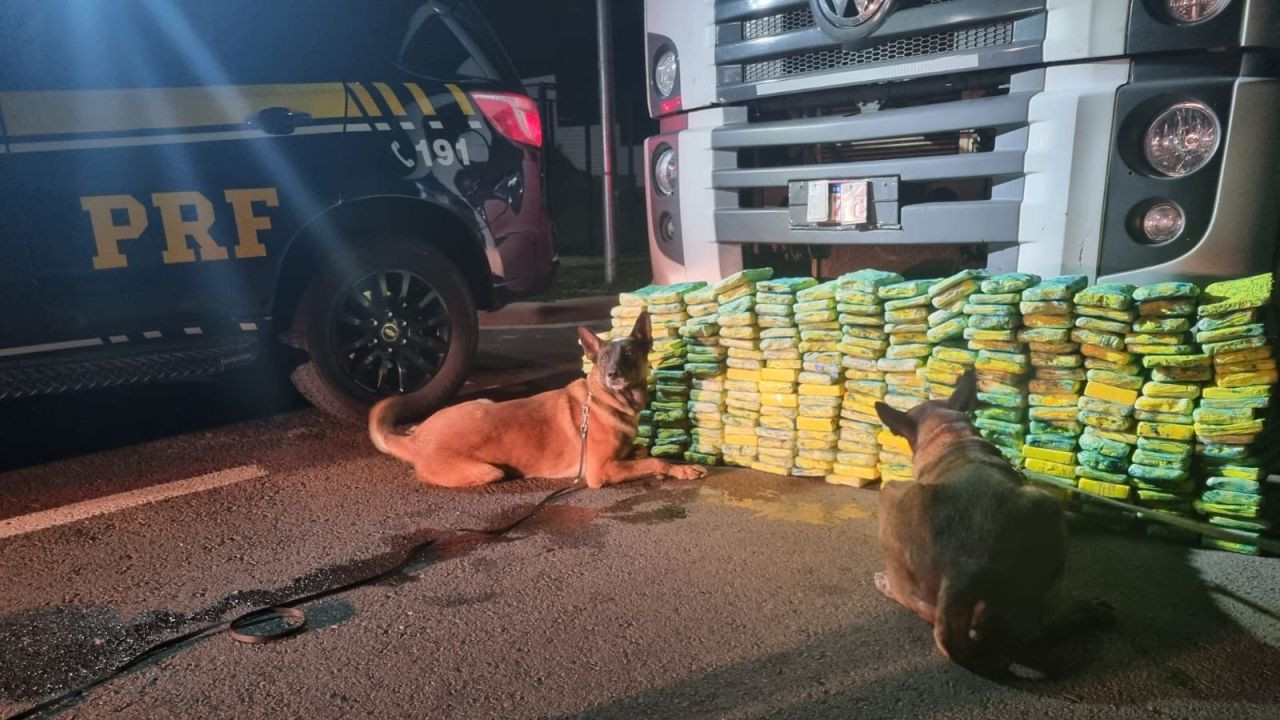 PRF apreende quase meia tonelada de drogas com apoio de cães farejadores no Paraná