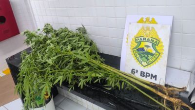 Imagem referente a notícia: PM flagra cultivo de maconha em quintal e apreende quatro pés da droga no bairro Floresta