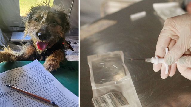 Cascavel amplia cuidado com animais em ação gratuita de microchipagem e vacinação contra raiva