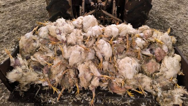 Imagem referente a notícia: Produtor rural convive com apagões e prejuízos enquanto Copel registra lucro bilionário