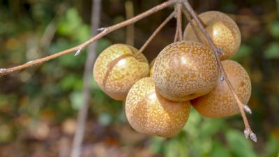 Imagem referente a notícia: Paraná projeta retomada da produção de pera; exportações de suínos batem recorde