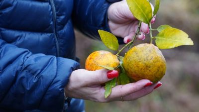 Imagem referente a notícia: Portaria da Adapar estabelece procedimentos de prevenção e controle do Greening