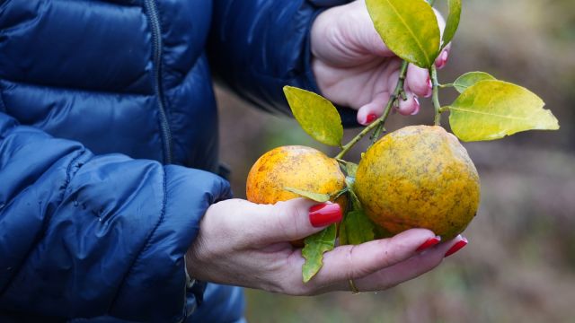 Imagem referente a notícia: Portaria da Adapar estabelece procedimentos de prevenção e controle do Greening