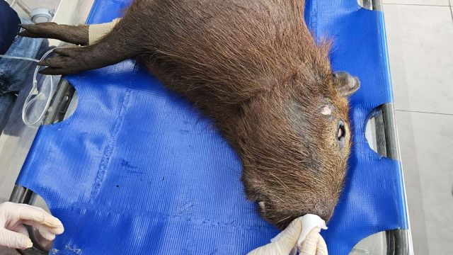 Imagem referente a notícia: IAT devolve à natureza capivara que foi atropelada no Sudoeste do Paraná
