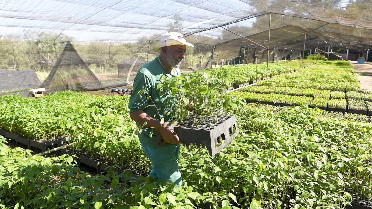Governo do Paraná vai ampliar em 20% as espécies de mudas ofertadas à população até 2027