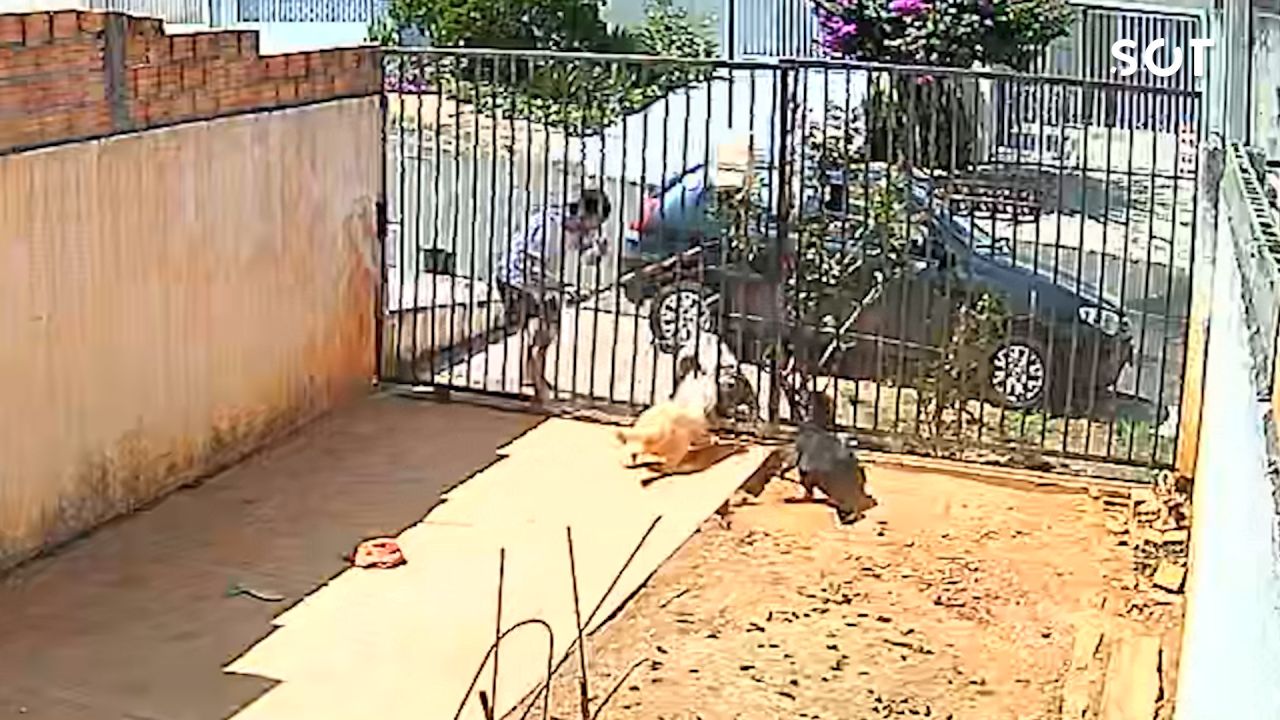 Polícia Civil responsabiliza tutor de pitbull após ataques a cães na região dos Campos Gerais no Paraná
