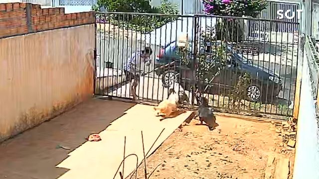 Polícia Civil responsabiliza tutor de pitbull após ataques a cães na região dos Campos Gerais no Paraná