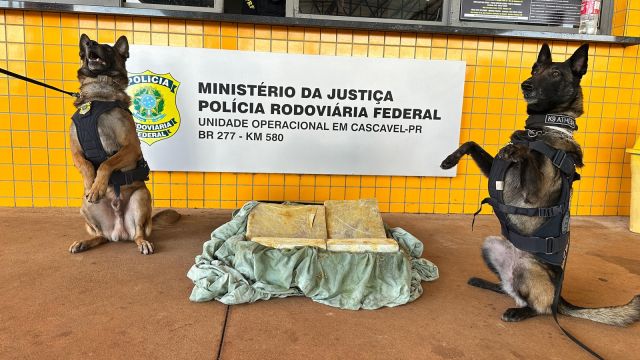 Cães da PRF encontram 27 kg de maconha em mala durante abordagem a ônibus na BR-277, em Cascavel