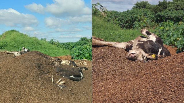 Imagem referente a notícia: Operação flagra descarte irregular de carcaças bovinas e crime ambiental em Carambeí