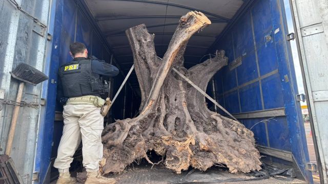 PRF apreende oliveiras centenárias contrabandeadas em carreta no norte do Paraná