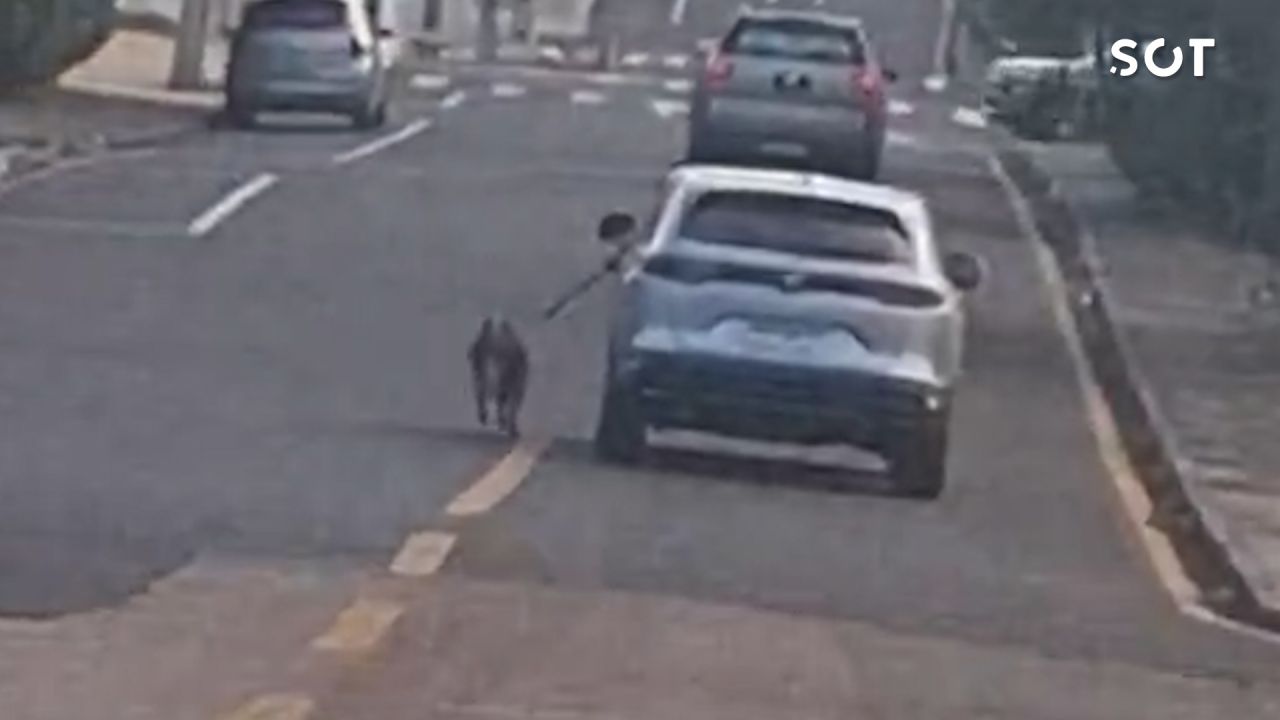 Polícia Civil indicia idoso por arrastar cão preso a carro em movimento em Ponta Grossa