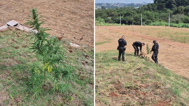 Guarda Municipal encontra pé de maconha em praça em reforma na região sul de Cascavel