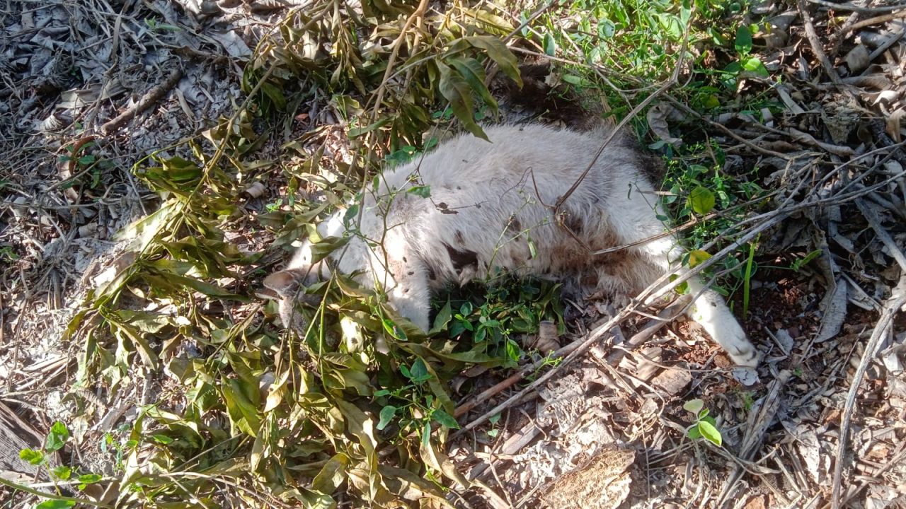 Morte de gatos por suspeita de envenenamento gera revolta em bairro de Cascavel