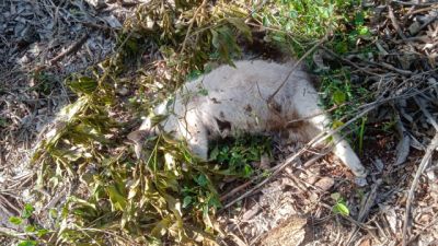 Imagem referente a notícia: Morte de gatos por suspeita de envenenamento gera revolta em bairro de Cascavel