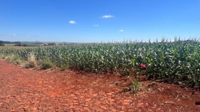 Imagem referente a notícia: Corpo de homem é encontrado em área rural de São Miguel do Iguaçu
