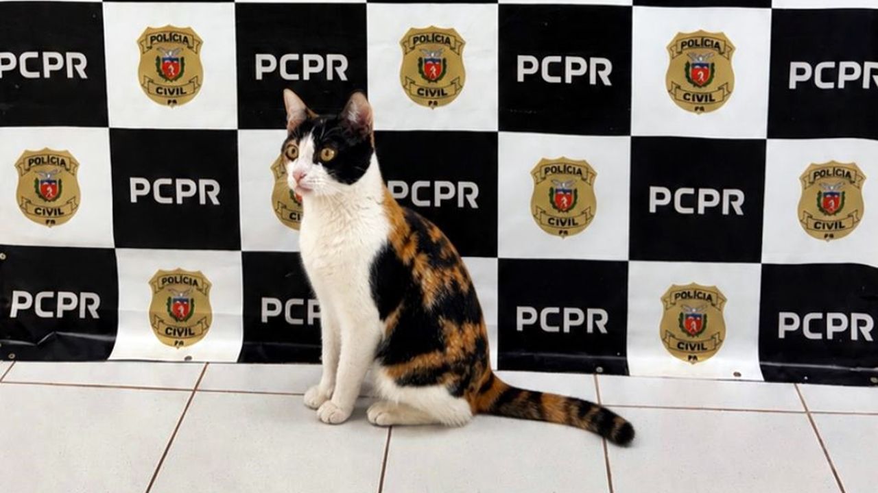 Gato furtado em Cascavel é recuperado pela Polícia Civil após investigação; nova lei endurece pena para crime contra pets