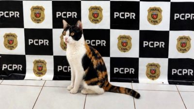 Imagem referente a notícia: Gato furtado em Cascavel é recuperado pela Polícia Civil após investigação; nova lei endurece pena para crime contra pets