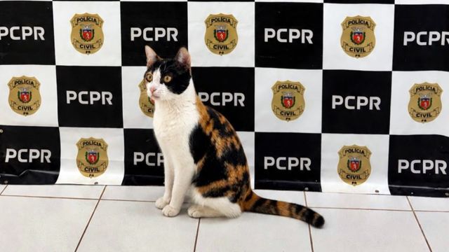 Imagem referente a notícia: Gato furtado em Cascavel é recuperado pela Polícia Civil após investigação; nova lei endurece pena para crime contra pets