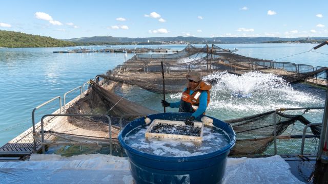 Itaipu e governos do Brasil e Paraguai promovem visita técnica a produtores de tilápia