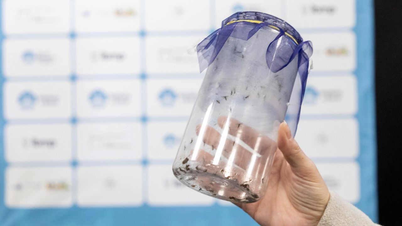 Cascavel dá início ao Método Wolbachia para combate às dengue e outras arboviroses no município