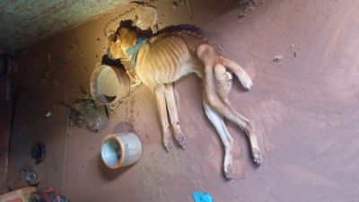 Imagem referente a notícia: Homem é preso em flagrante por maus-tratos após cachorro ser encontrado em estado crítico no Paraná