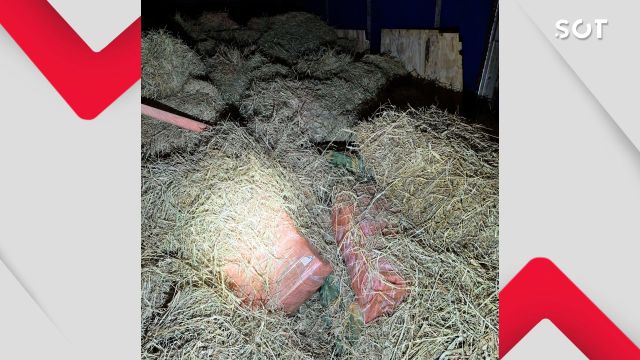 Carga de feno escondia 4,5 toneladas de maconha e motorista é preso na BR-277 em Santa Tereza do Oeste