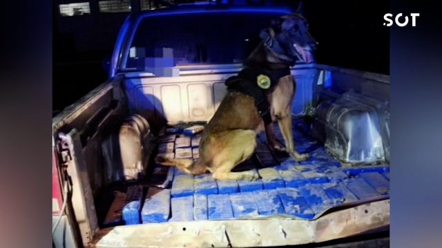 Imagem referente a notícia: PRF apreende 103 kg de maconha escondidos em fundo falso de caminhonete na BR-376, em Ponta Grossa