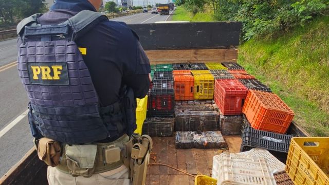PRF apreende quase 1 tonelada de maconha escondida em caminhão parado na PR-444 em Arapongas