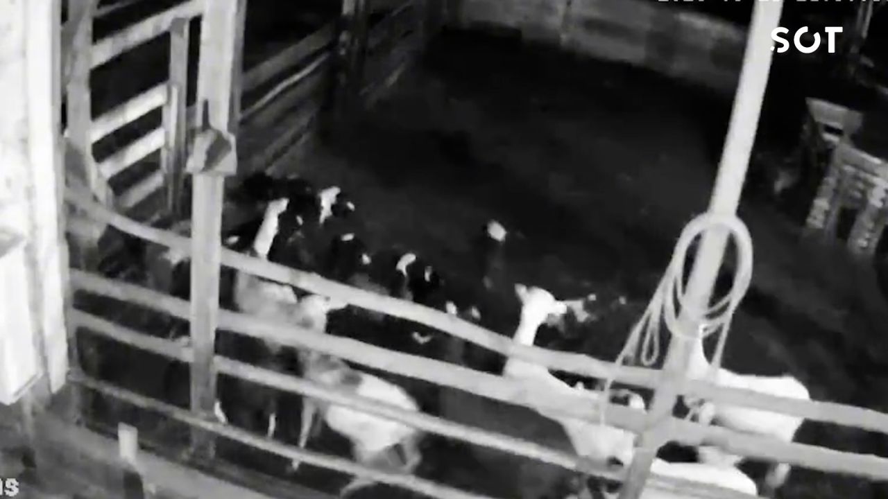 Onça invade propriedade rural, mata 34 ovelhas e causa prejuízo de R$ 20 mil no Paraná