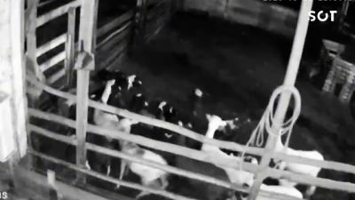 Imagem referente a notícia: Onça invade propriedade rural, mata 34 ovelhas e causa prejuízo de R$ 20 mil no Paraná