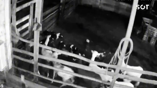 Imagem referente a notícia: Onça invade propriedade rural, mata 34 ovelhas e causa prejuízo de R$ 20 mil no Paraná