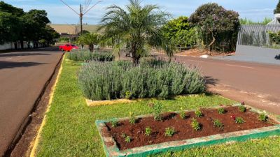 Imagem referente à notícia: Corbélia conclui plantio de 10 mil flores e faz apelo para população preservar os canteiros