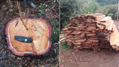 Imagem referente à notícia: Homem é preso por crime ambiental após derrubada de araucárias na zona rural de Quedas do Iguaçu