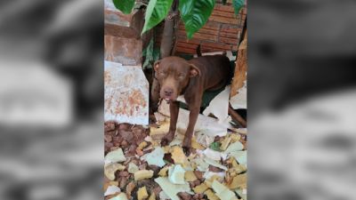 Imagem referente a notícia: Cão é resgatado em situação de maus-tratos e levado para canil municipal em Três Barras do Paraná
