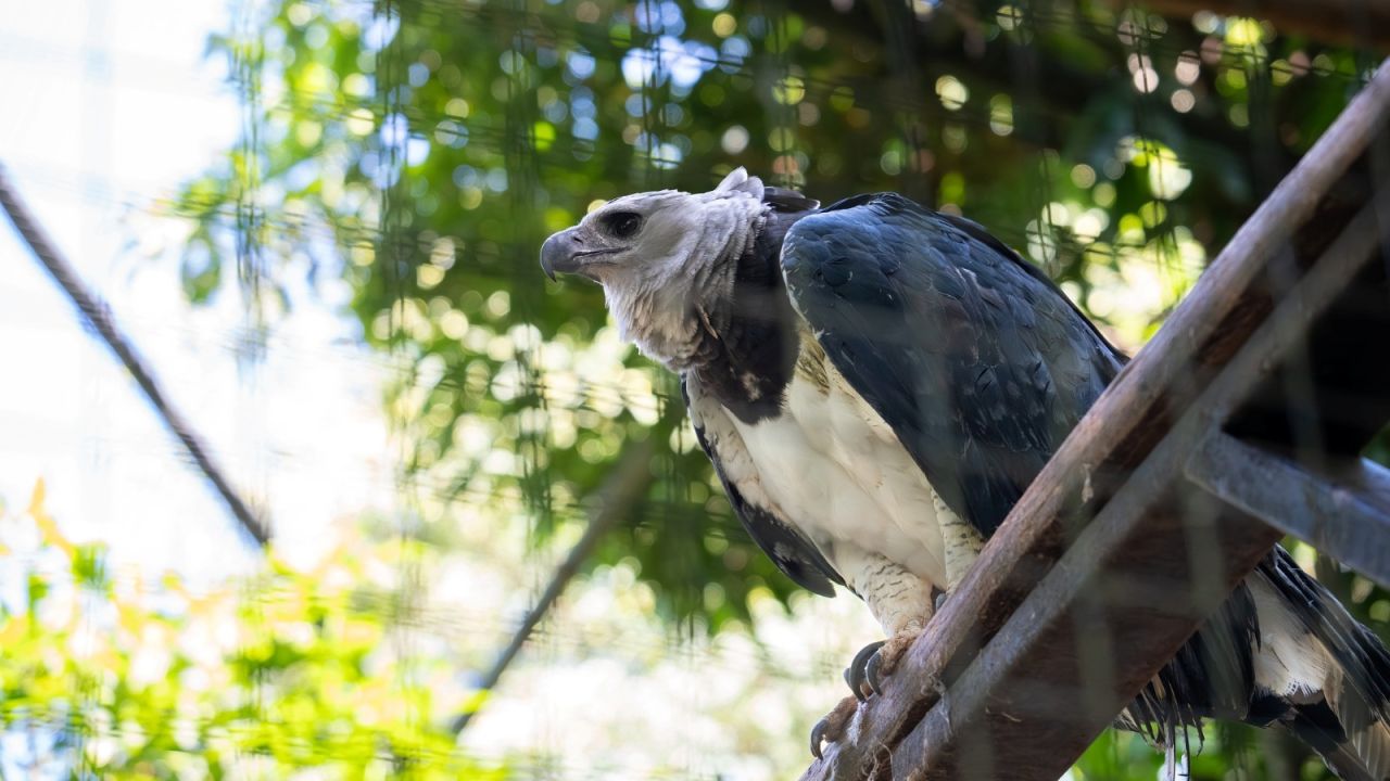 Itaipu celebra 42 anos de áreas protegidas e reforça seu compromisso com a biodiversidade